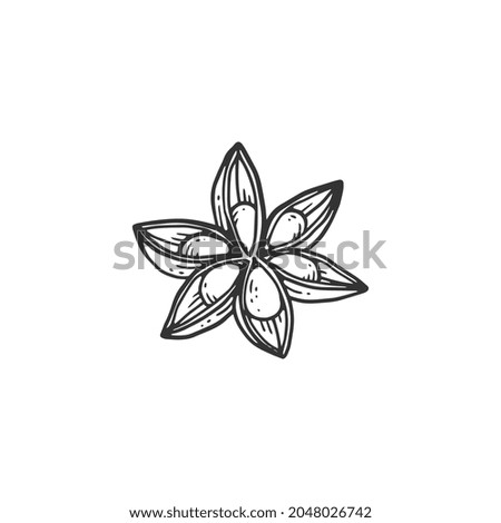 Spice anise star isolated on white. Ingredient for cooking food or mulled wine. Sketch vector illustration of aromatic herb for design menu or logo.