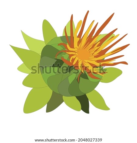 Safflower bud, Carthamus tinctorius, an oil plant. color illustration on a white background. Hand-drawn botanical vector illustration.  Royalty-Free Stock Photo #2048027339