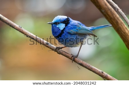 The splendid fairywren (Malurus splendens) is found across much of Australia. The male in breeding plumage is a small, long-tailed bird of predominantly bright blue and black colouration. Royalty-Free Stock Photo #2048031242