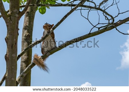 A cute squirrel is watching you and wondering what you are doing while he is standing on a tree branch with a clear summer daytime sky in the background.