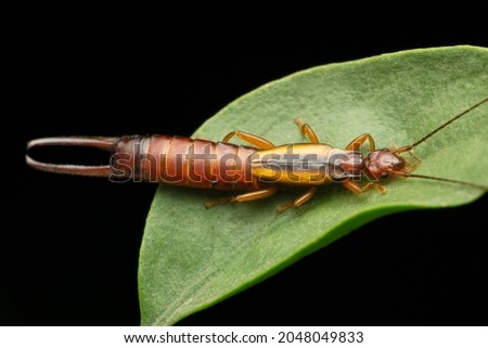 Female common earwig, Forficula auricularia, Satara, Maharashtra, India