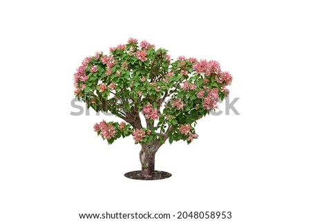 Bougainvillea pink flowers. ficus, fig
Isolated on White background and clipping path.
