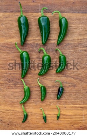 Fresh harvested jalapeño chilli peppers
