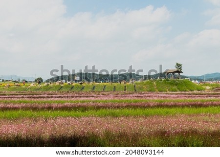 Beautiful flowers and flower fields in the park