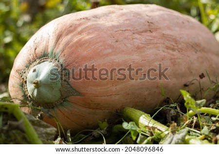 
Large ripe orange pumpkin in the garden. Autumn harvest. Vitamins. Diet food concept. Close-up. Copyspace.