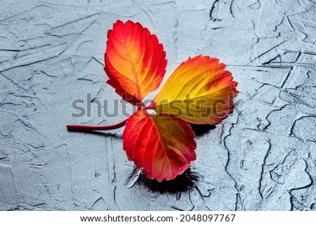 Colorful autumn leaf close-up on a black background, fall season concept