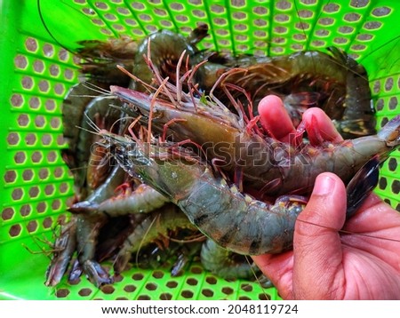 fresh big tiger prawn in hand after harvest from culture pond monodon shrimp in hand