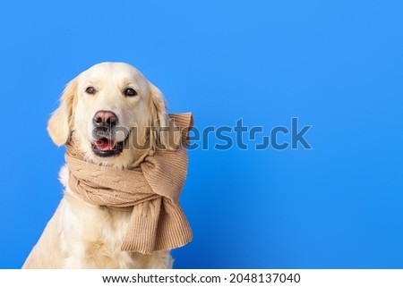 Cute dog with warm scarf on color background. Concept of heating season