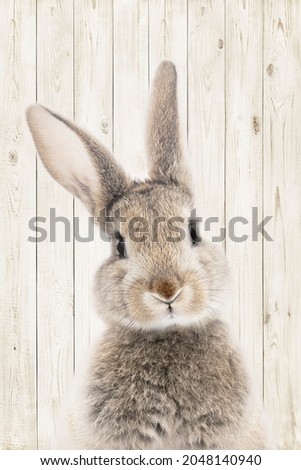 photo of a bunny or rabbit on a wooden background for digital printing wallpaper, custom design wallpaper