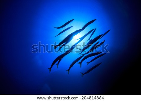 School Barracuda Fish Ocean