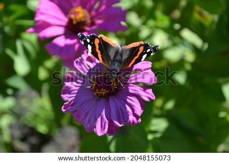 Butterfly on a purple flower.