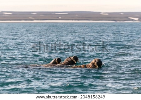 Group of walrus swimming at Arctic sea.