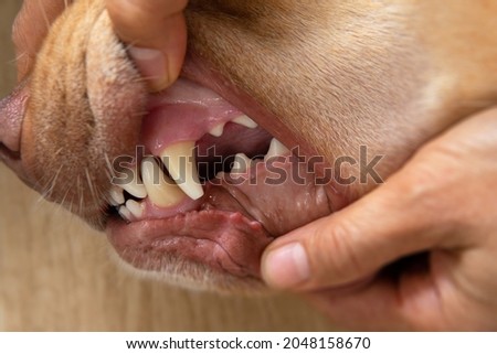 Part of pet body Interior of yellow Dudley Labrador or golden retriever dog mouth hand holding open for checkup at a vet visit with yellow tartar start to buildup, healthcare and pet dental health Royalty-Free Stock Photo #2048158670