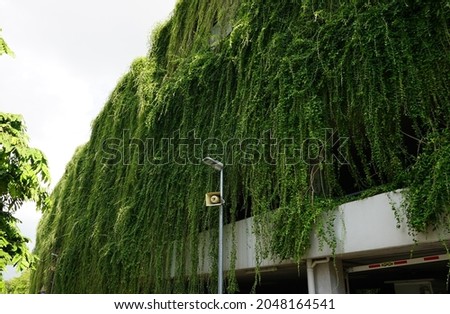 A vine hanging from the outer wall of the parking lot building. Concept of reducing air pollution by natural methods.