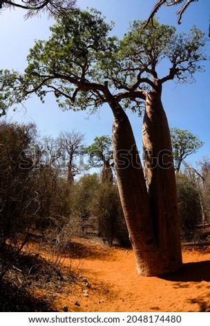Landscape with Adansonia rubrostipa aka fony baobab tree, Reniala reserve park, Toliara, Madagascar Royalty-Free Stock Photo #2048174480