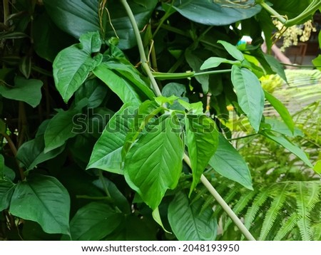 green leafy plant in school garden