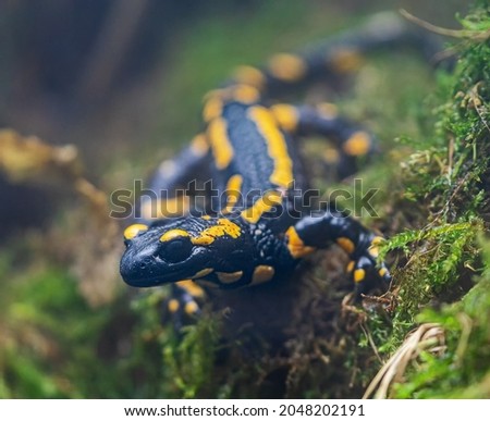 Close-up view of a Fire salamander (Salamandra salamandra)