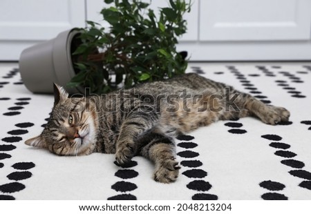 Mischievous cat near overturned houseplant on carpet indoors Royalty-Free Stock Photo #2048213204