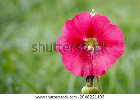 a pink mallow bud grows in the garden on a blurry green background. side view