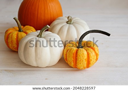 Bunch of classic orange, hooligan and baby boo pumpkins on bright background as a symbol of autumnal holidays with a lot of copy space for text. Close up.