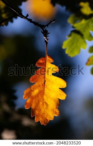 Summer oak (lat. Quercus robur), oak leaf in shades of orange, in autumn