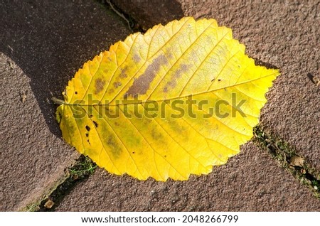 Yellow beech leaf on dark brown street brick on a sunny day in autumn