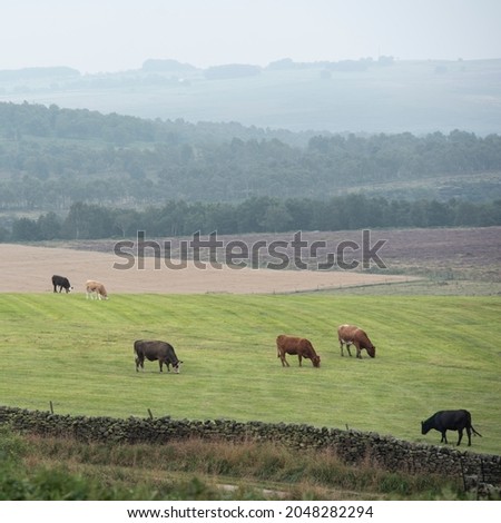 Farm cattle in late Summer evening landscape image on Peak District National Park in English countryside