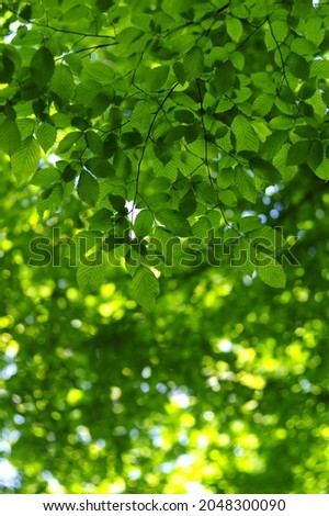 natural green leaves background with selective focus