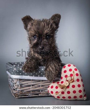 Cairn Terrier puppy with red heart Valentine s Day
