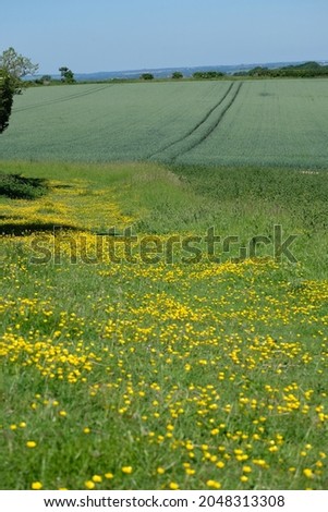 Nature photo of spring fields 