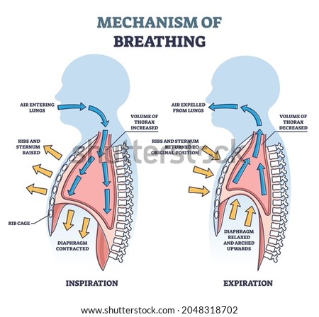 Mechanism of breathing as anatomical process explanation outline diagram. Labeled educational scheme with inspiration or expiration differences as respiratory inhale, exhale system vector illustration Royalty-Free Stock Photo #2048318702