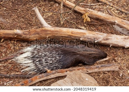 Looking down on a crested porcupine  nestled between to dead branches.