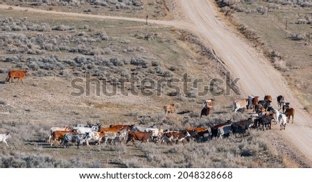 long horn cattle wandering in herd near Shell, Wyoming all different colours heading up a dirt road free roaming no no fences background for drought, agriculture, beef farming, business horizontal f Royalty-Free Stock Photo #2048328668