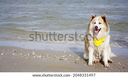 Senior mixed breed dog sitting on the ground with serene ocean background outdoor