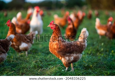 free range, healthy brown organic chickens on a green meadow. Selective sharpness. Several chickens out of focus in the background. Atmospheric light, evening light Royalty-Free Stock Photo #2048336225