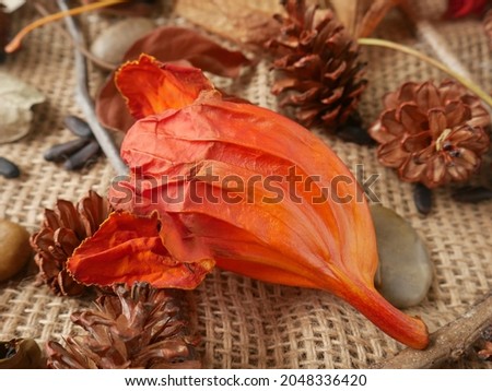 Autumn composition on a sackcloth background, made of pine cones, dry leaves, pebbles and flowers.