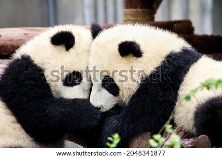 Two Baby Panda Bears hugging each other Royalty-Free Stock Photo #2048341877