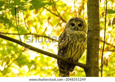 A barred owl perched on a branch next to the trunk with a bright yellow-green background
