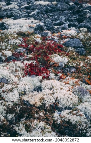 Flowers of different colors in the northern mountain environment 
