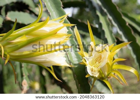 Close up Yellow flower of Dragon fruit blooming with harvest in organic fruit farm.
