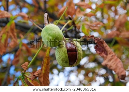 Horse chestnut fruits ripen on a branch of an autumn tree close-up