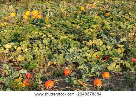 View of a field full of ripe pumpkins near Wiesbaden - Germany in warm evening light