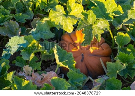 Close-up of a large yellow ripe pumpkin in a field near Wiesbaden - Germany