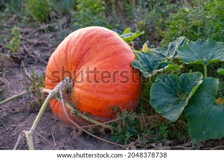 Close up of a large orange ripe pumpkin in a field near Wiesbaden - Germany