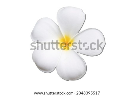 White Blooming Plumeria Desert Rose is isolated on white background, close up, has yellow pollen. 