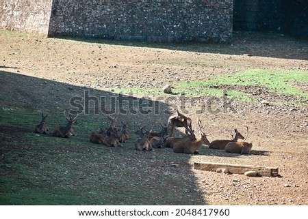 Citadel of Jaca with the deer in a summer morning