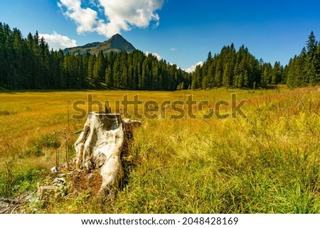 high moor with many plants and flowers, surrounded with forest, mountain in background. beautiful scenery in Silver valley, Vorarlberg, Austria