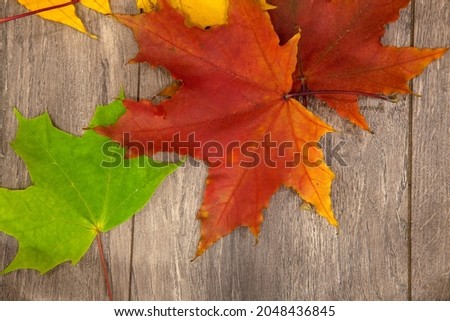 autumn mood.yellow,red,green maple leaves on the background of a wooden board in warm colors.