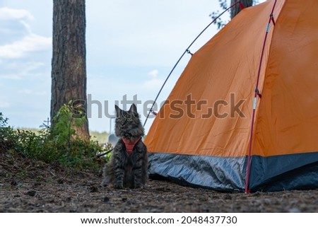 Camping trip with cute little kitten. Fluffy cat taken on the camping trip. Big orange tent by the lake in finland. Adventure cat on holiday with her family. Furry cat in a pine forest