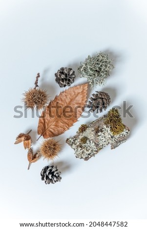 Fruits and seeds of the forest in autumn. Chestnut, lichen, beech, pine.